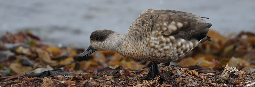 Patagonian Crested Duck Falkland Islands